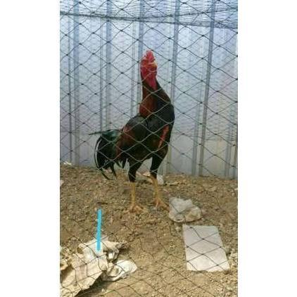 JARING PAGAR AYAM UKURAN 1.5M X 100METER LUBANG 4INC ORIGINAL DAN TERPERCAYA