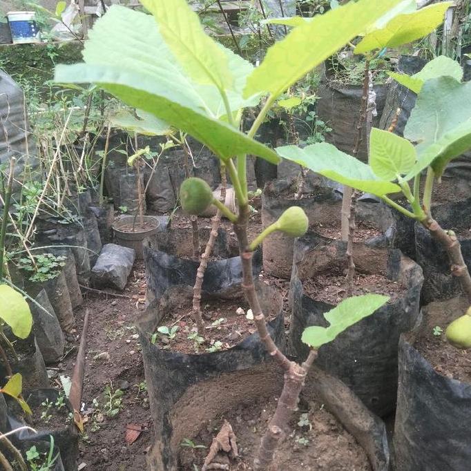 Bibit buah tin iraqi cepat berbuah