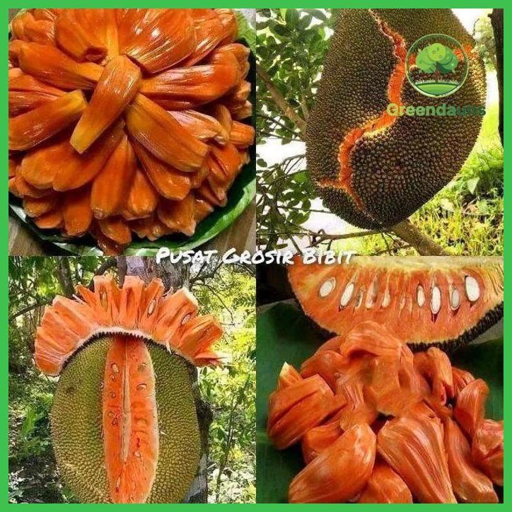 BIBIT NANGKA MERAH MADU THAILAND SUPER TAMAN TANAMANA BIBIT PEKARANGAN HIASAN BUAH BUNGA