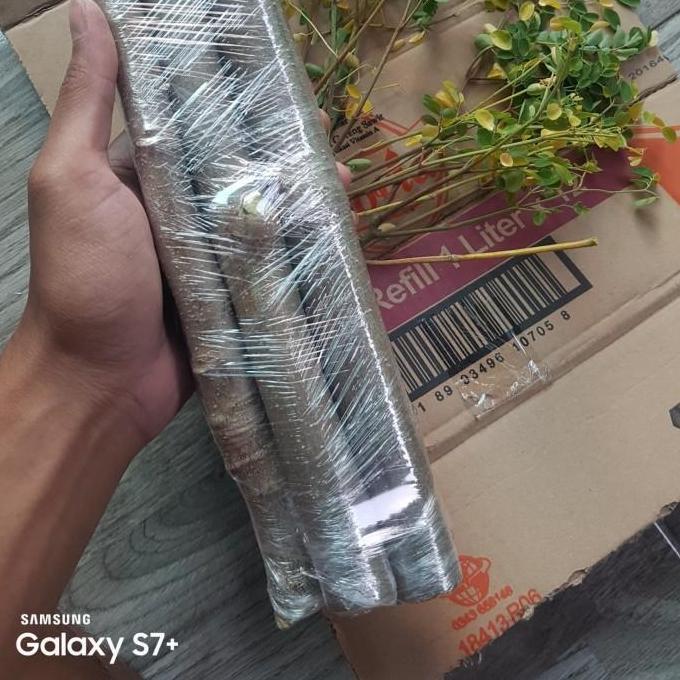 New- Stek 5 batang pohon kelor merah tanaman herbal