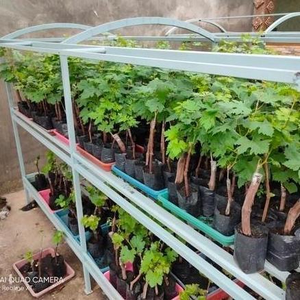 New- bibit anggur import moondrop original