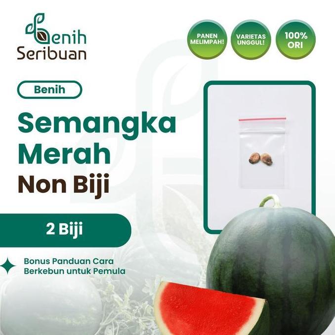 2 Benih Semangka Non Biji Madrid F1 Hibrida Benih Buah Tanpa Biji