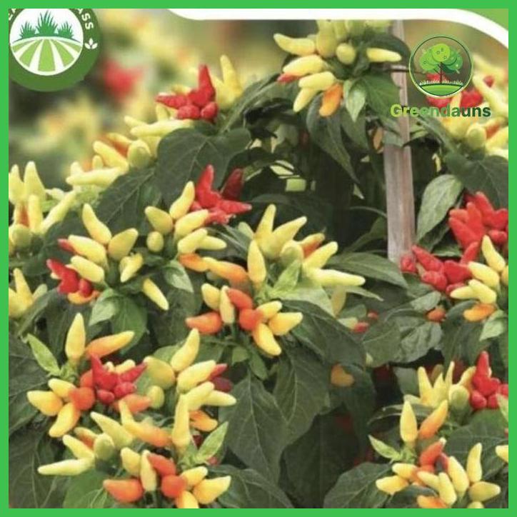 BIBIT CABE RAWIT SETAN PRENTUL KLASTER BENIH CABAI RAWIT SETAN VIRAL TAMAN TANAMANA BIBIT PEKARANGAN