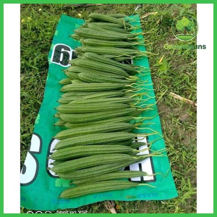 BENIH BIBIT GAMBAS OYONG ESTILO F1, TAHAN VIRUS (COCOK DITANAM DI DATARAN RENDAH SAMPAI MENENGAH) IS