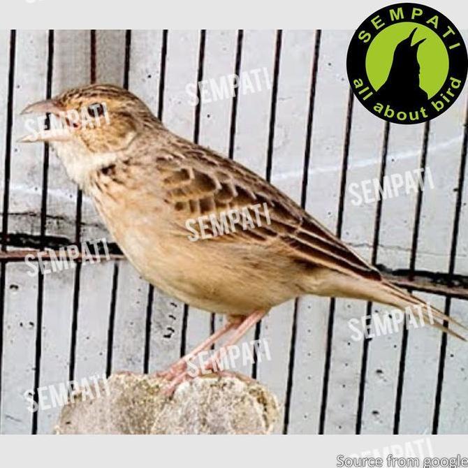 Pakan Branjangan Lark Premium IDH Diamond Seeds Pakan Khusus Burung Branjangan Voer Pur Burung Pemak