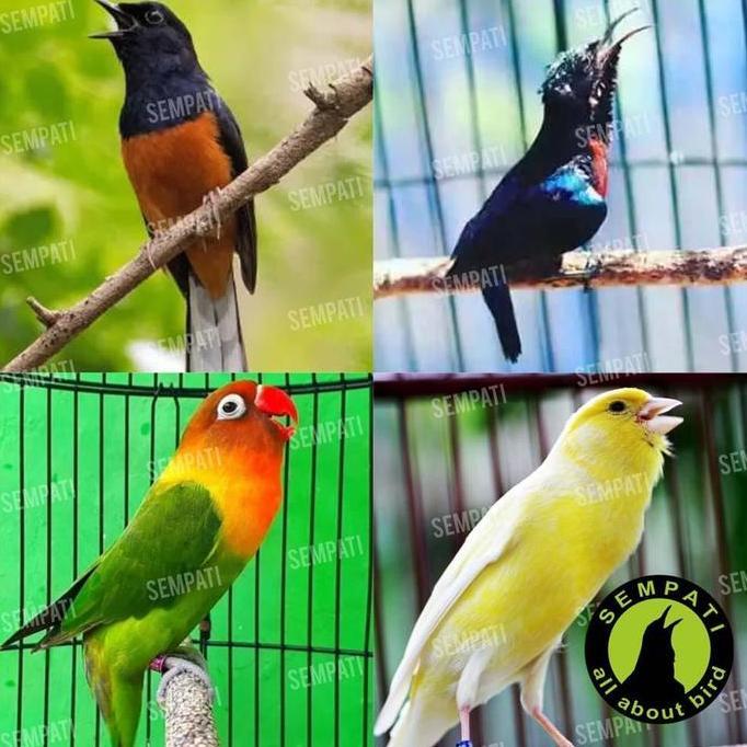 Vitamin Obat Penggacor Bacot Fighter Vitamin Penggacor Burung Murai Lovebird Kacer Kenari Cucak Ijo 
