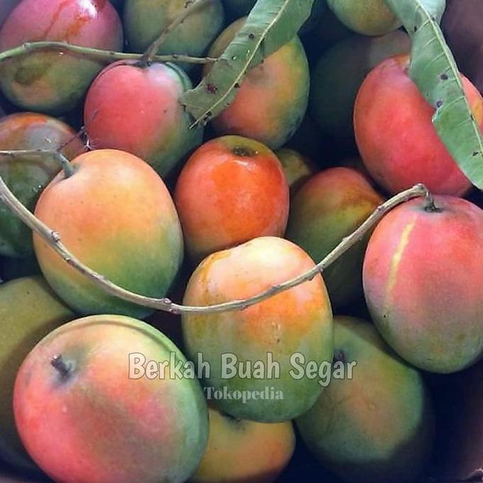 Fruxi- Mangga Gedong Gincu Manis Super Quality 1Kg