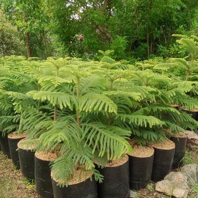 ASLI Taan s Cemara maok tinggi 70 cm. READY STOCK