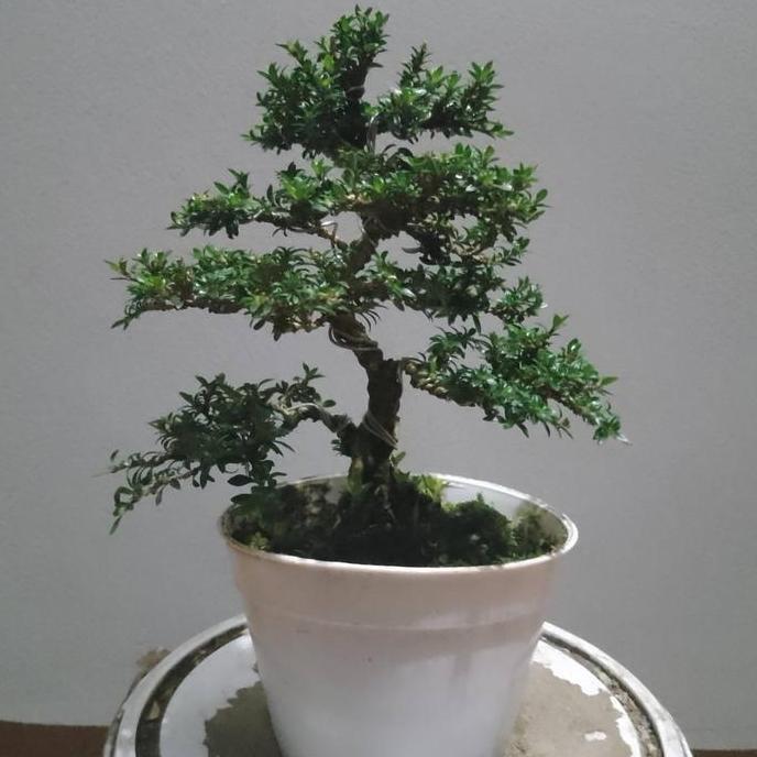 TERMURAH taan bonsai jadi serbin mikro READY STOCK
