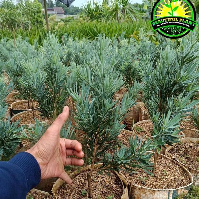 TERLARIS Lohansung Blue Ice - Bibit Lohansung Blue Ice Real pict READY STOCK