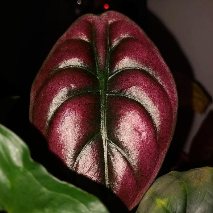 TERMURAH Alocasia Red Secret / Cuprea Philipina READY STOCK