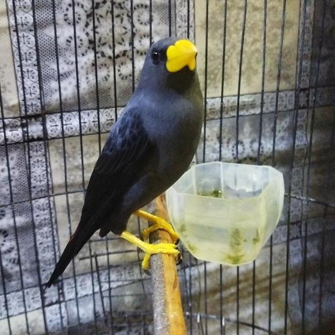 TERMURAH - JALAK RIO RIO RAWATAN BUNYI