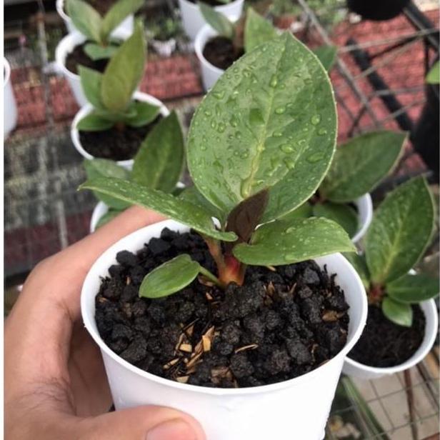 TERLARIS - Anakan Jemani Mangkok Tangkai Merah Barang Langka