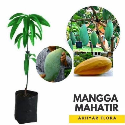Bibit Mangga Mahatir Pohon Mangga Bibit Buah Mangga Mahatir JAMIN HALAL