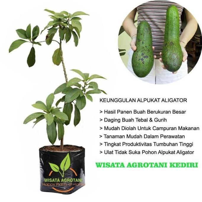 PAKET 10 POHON ALPUKAT ALATOR/ BIBIT BUAH ALPUKAT CANGKOK/ TANAMAN JAMIN HALAL