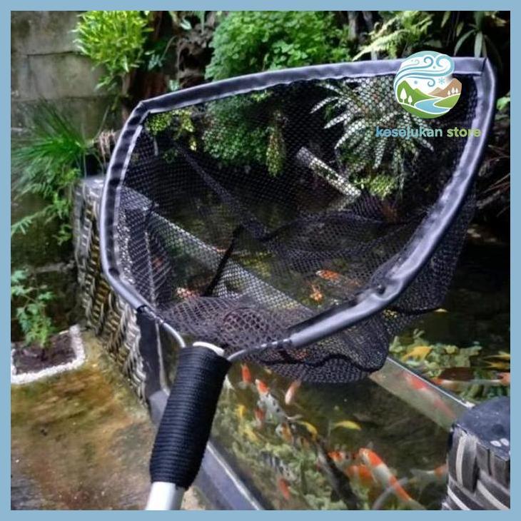 (PANCING) SESER SEROKAN IKAN KOI JUMBO SESER IKAN KOI BESAR SEROKAN IKAN JUMBO LELE KOI DLL PRIVASI 
