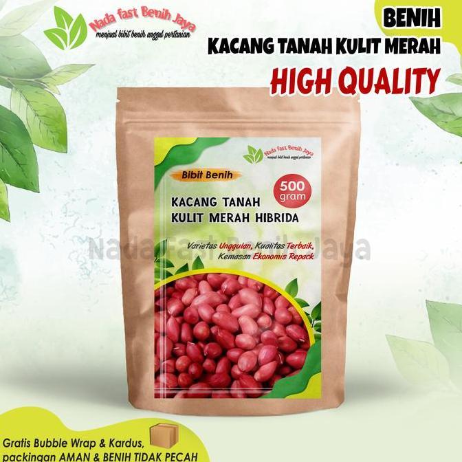 Benih kacang tanah kulit merah 500 gram/bibit kacang tanah -+1000 biji Tanaman