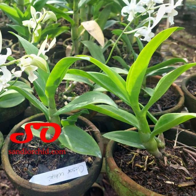 [ Dewasa ] Dendrobium Caesar White