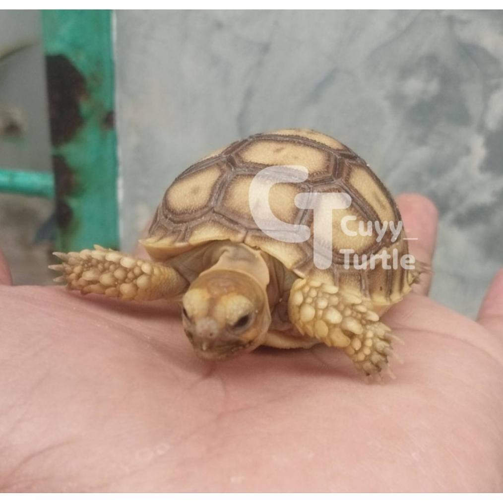 Sulcata Baby Lucu | Sulcata CB Indo