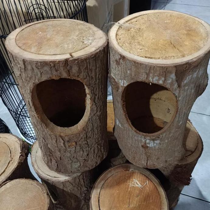 Brixd- Glodok Kayu Burung Murai - Glodokan Murai