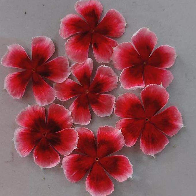 Gaerdenpic- Biji Bunga Vinca Nirvana Mix