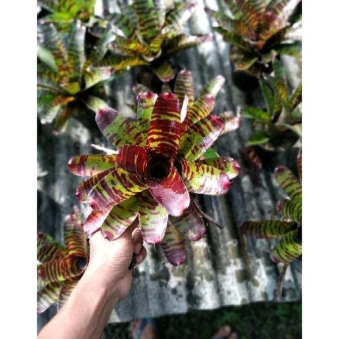 TERBARU bromelia toucdown tiger/high voltage HOT SALE