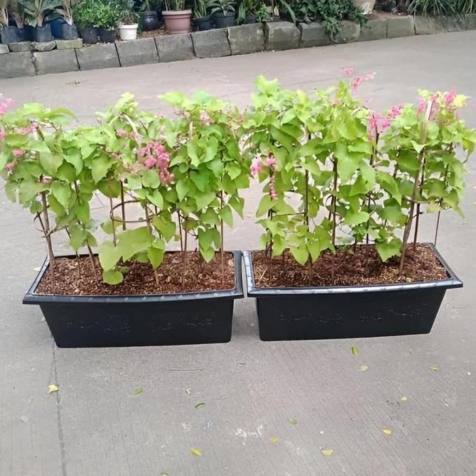 TERBARU paket tanaman hias rambat satu set dengan pot bunga air mata pengantin