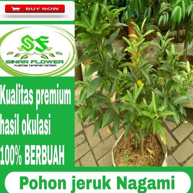 TERBARU pohon jeruk nagami berbuah/tanaman pohon buah jeruk/ jeruk nagami BISA GOSEND