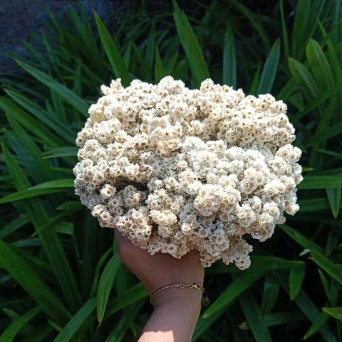bagio_shopcenter - jr - bunga kering bunga edelweiss besar bunga abadi bahan buket
