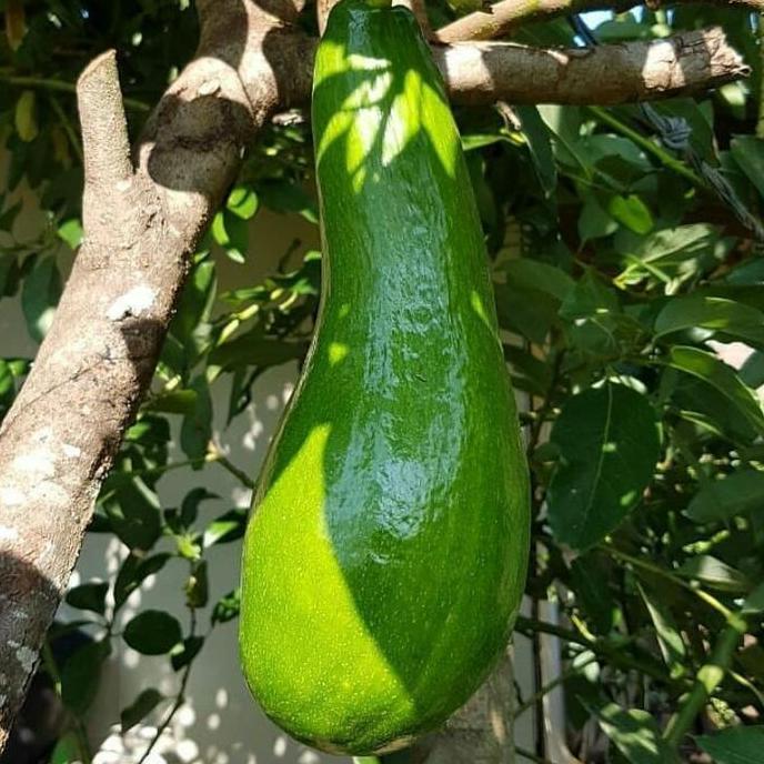 bibit alpukat kelud / subang batang besar siap berbuah