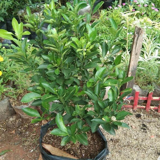 bibit tanaman buah jeruk sonkit kip