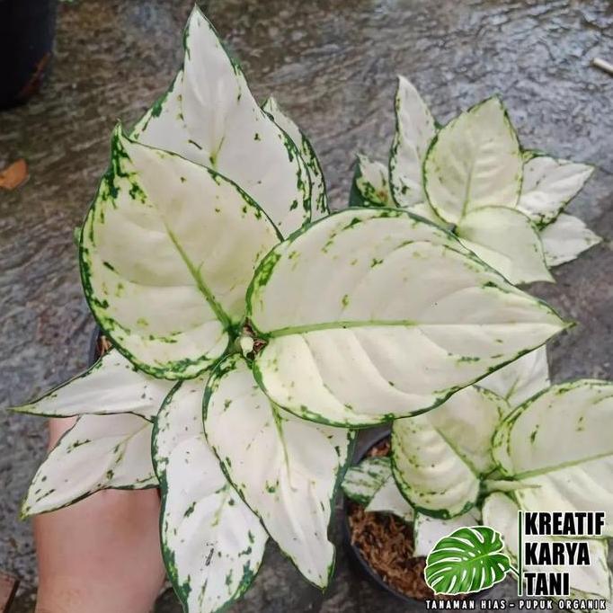 Tanaman hias aglonema super white - Aglonema super white