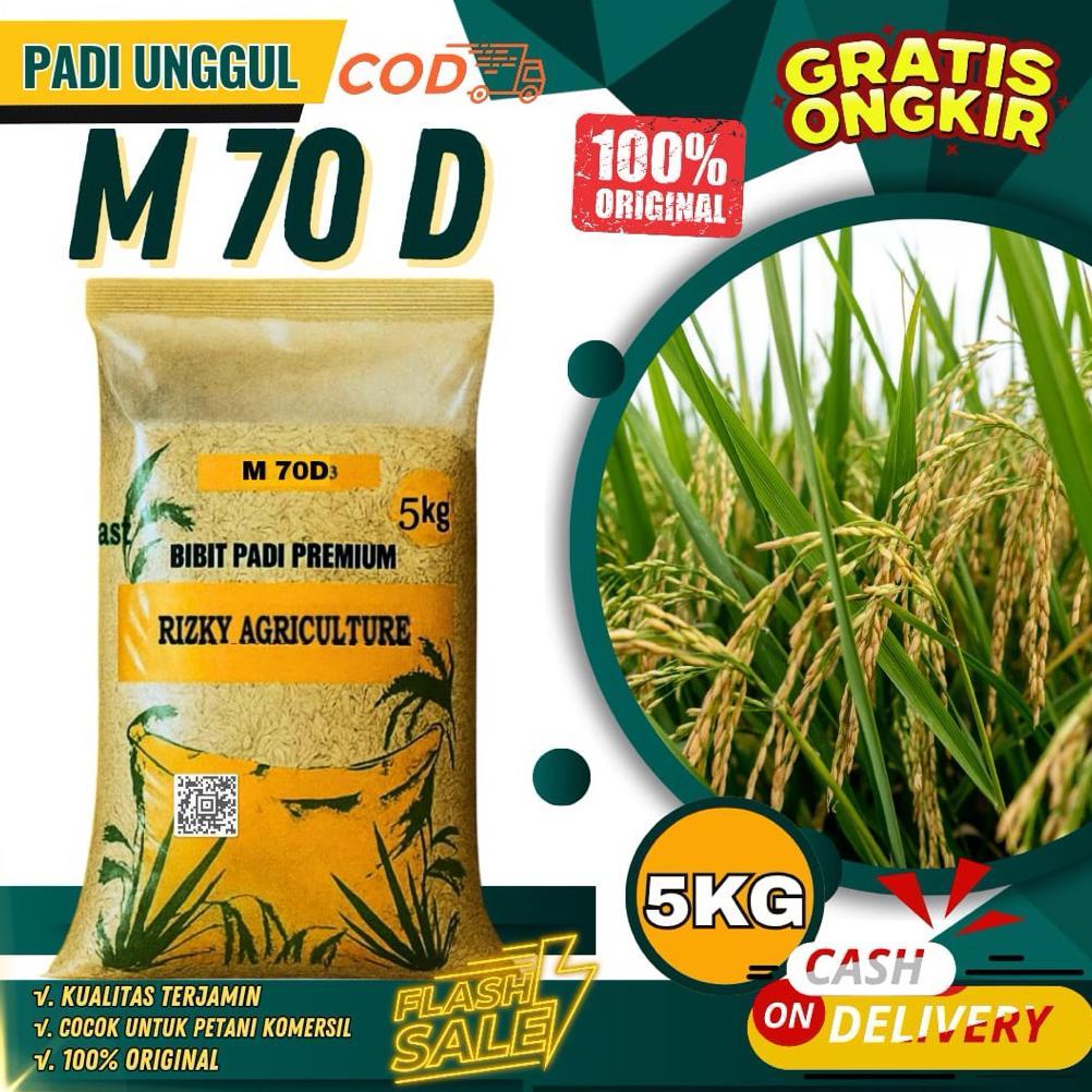 Bisa Cod Benih Padi Bibit Padi M70 Unggul M70 5Kg >>