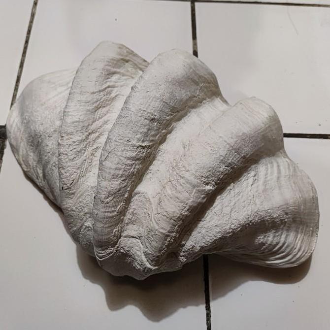 ~~~~~] sea shell decorations kima made from resin cangkang kerang kima