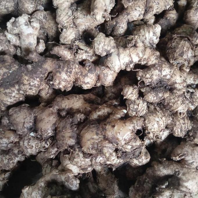 Veganxi- Jahe Emprit 1Kg - Jahe Emprit Jawa Segar