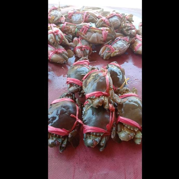 Baby Crab/Bayi Kepiting Hidup 1KG