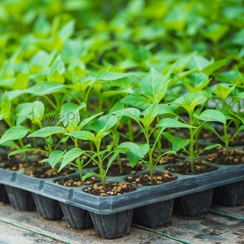 Bisa Cod Tray Semai 32,50,72,105,128,200 Lubang_Pot Tray_Pot Semai ...