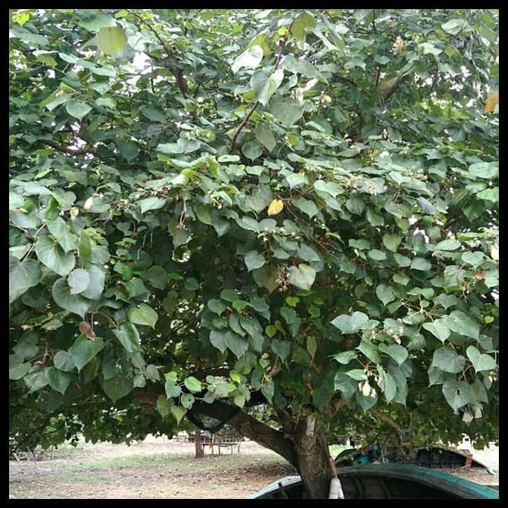 TERMURAH TANAMAN HIAS BIBIT BAHAN BONSAI WARU MERAH POHON WARU MERAH SUPER RED 2030 