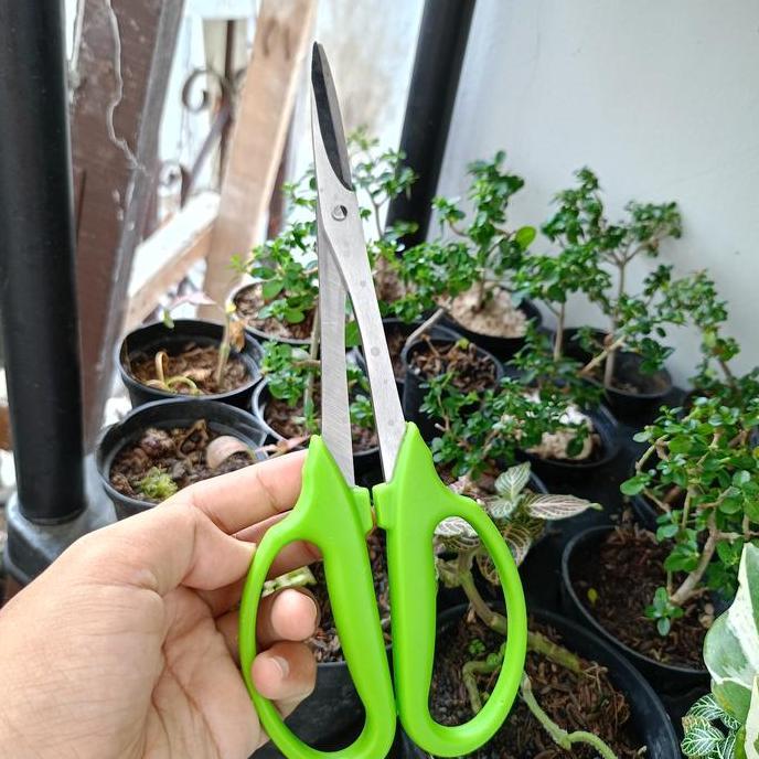 gunting tanaman stainless steel