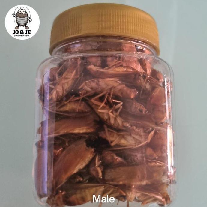 Kecoa Turkish Kering - Dried Turkish cockroach pakan SG, reptil dll