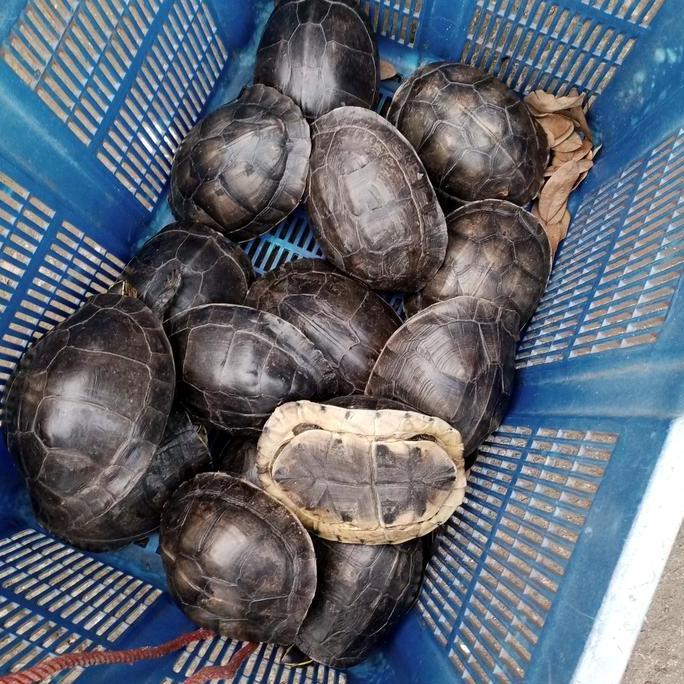 kura kura ambon batok indukan | FREE PELET Dan DAUN KETAPANG |