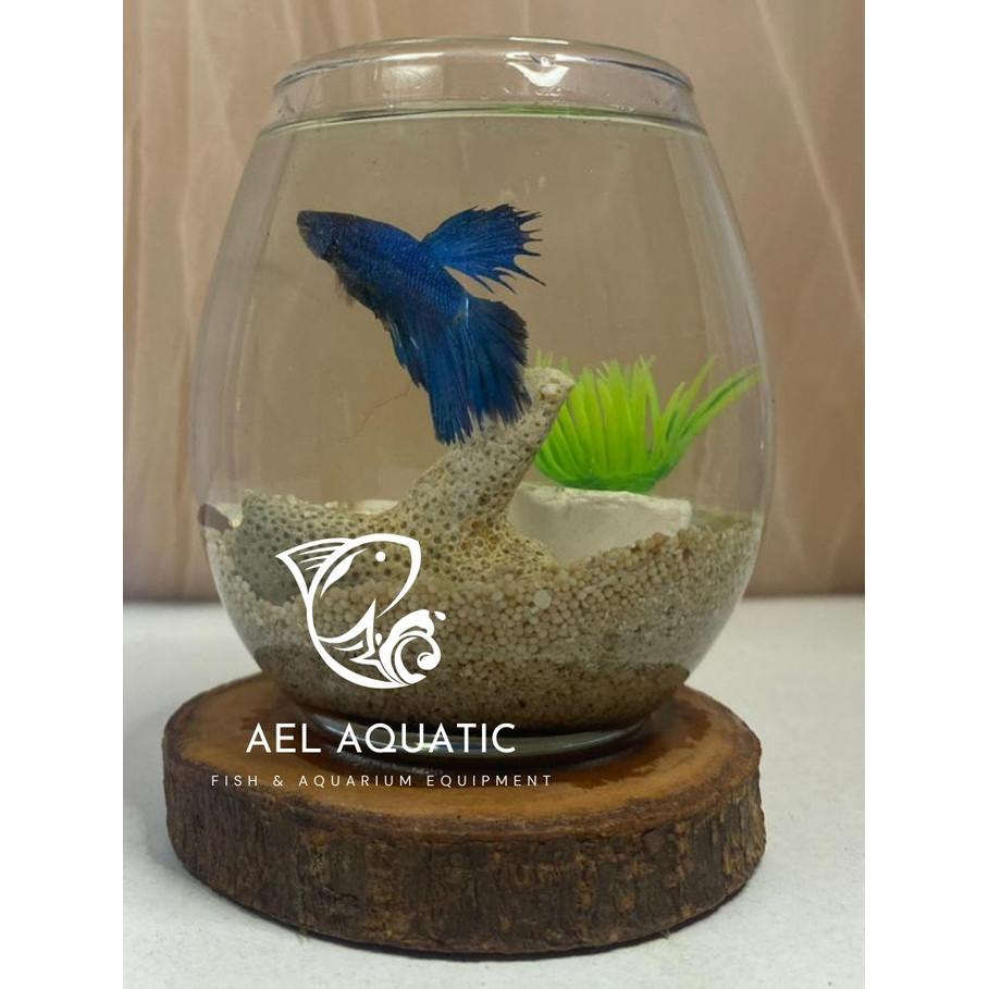 Paket Akuarium Kaca Mini Bulat Aesthetic | AquariumTank Cupang Ikan Hias Kecil Estetik - Ael Aquatic