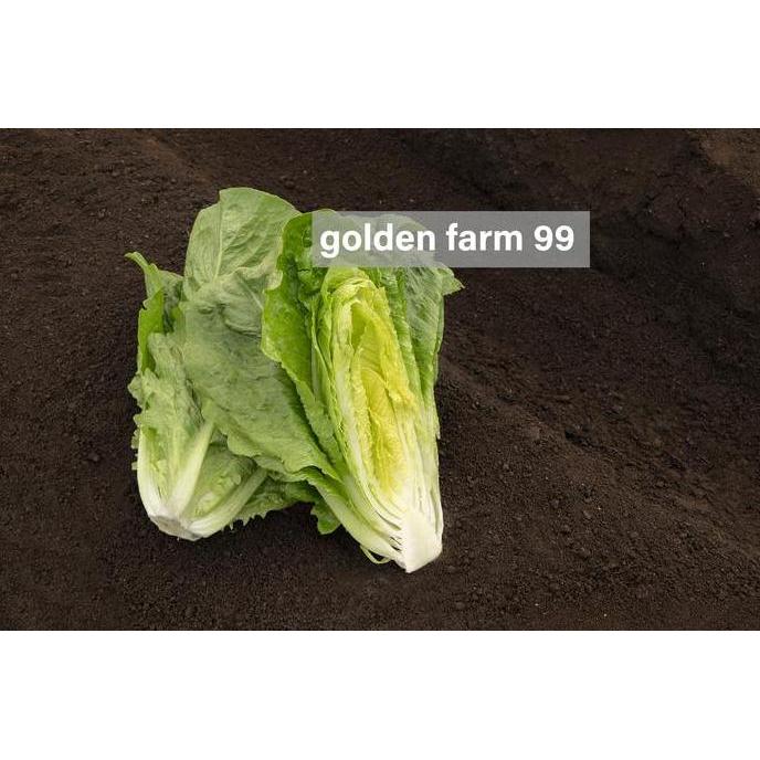 Gardenfil Benih Lettuce Romaine Verapas Bejo Seed - Import