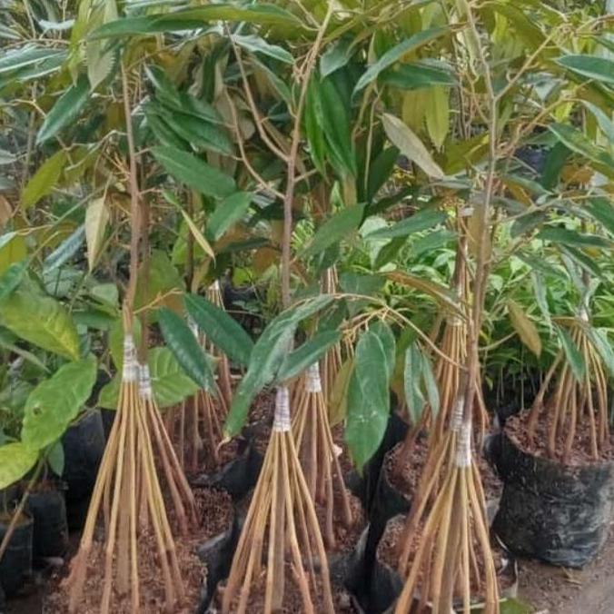 Bibit tanaman buah durian musangking kaki 10..