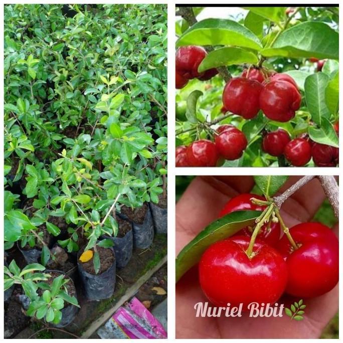 bibit Chery/ceri/cerry vietnam pohon tanaman buah bisa berubah