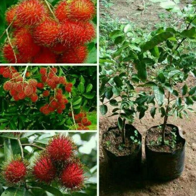 Bibit Tanaman Buah Rambutan Binjai-Bibit Hasil Cangkok-Bibit JGP24