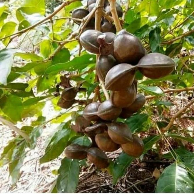 BIBIT POHON JENGKOL/ BIBIT JENGKOL SUPER/ BIBIT BUAH JENGKOL ASLI