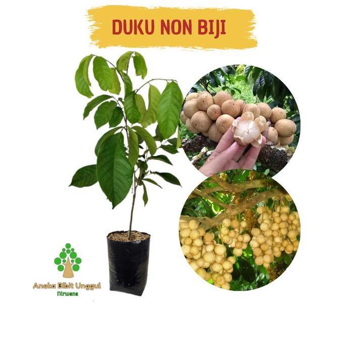 BIBIT DUKU TANPA BIJI - BIBIT DUKU - BIBIT BUAH DUKU - DUKU TANPA