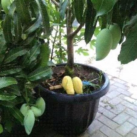 Bibit Buah Mangga Mahatir Sudah Berbunga Bibit Okulasi Tambulapot