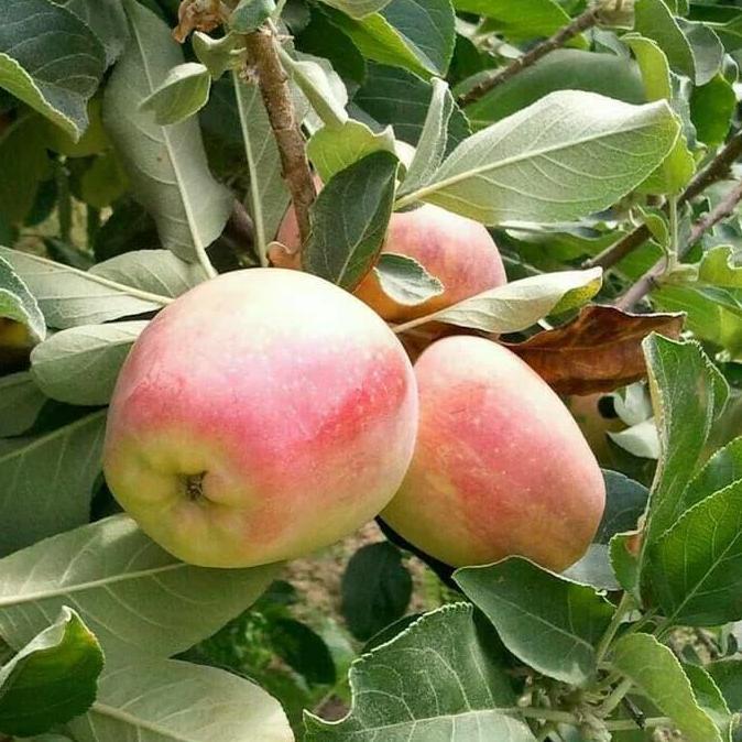 Bibit Tanaman Buah Apel Anna Berbunga at Berbuah